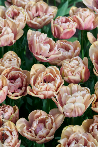 Fényképezés tulip field La Belle Epoque