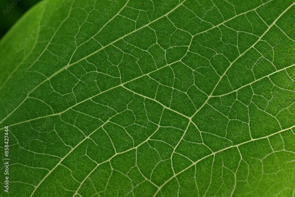 Micro view of a leafs cellular structure under light Micro view of a leafs cellular structure under light