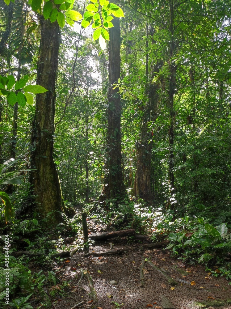 Footpath in the rainforest Footpath in the rainforest