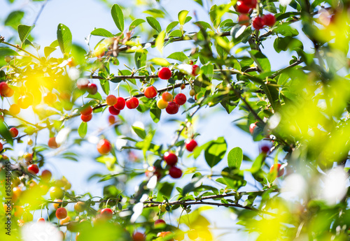 Schilderij op canvas Tart Cherries Bush with Fruit in Summer