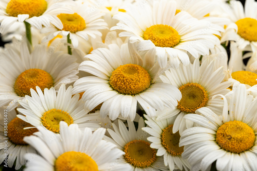 Fototapeta premium Chamomile or daisies isolated on white background.