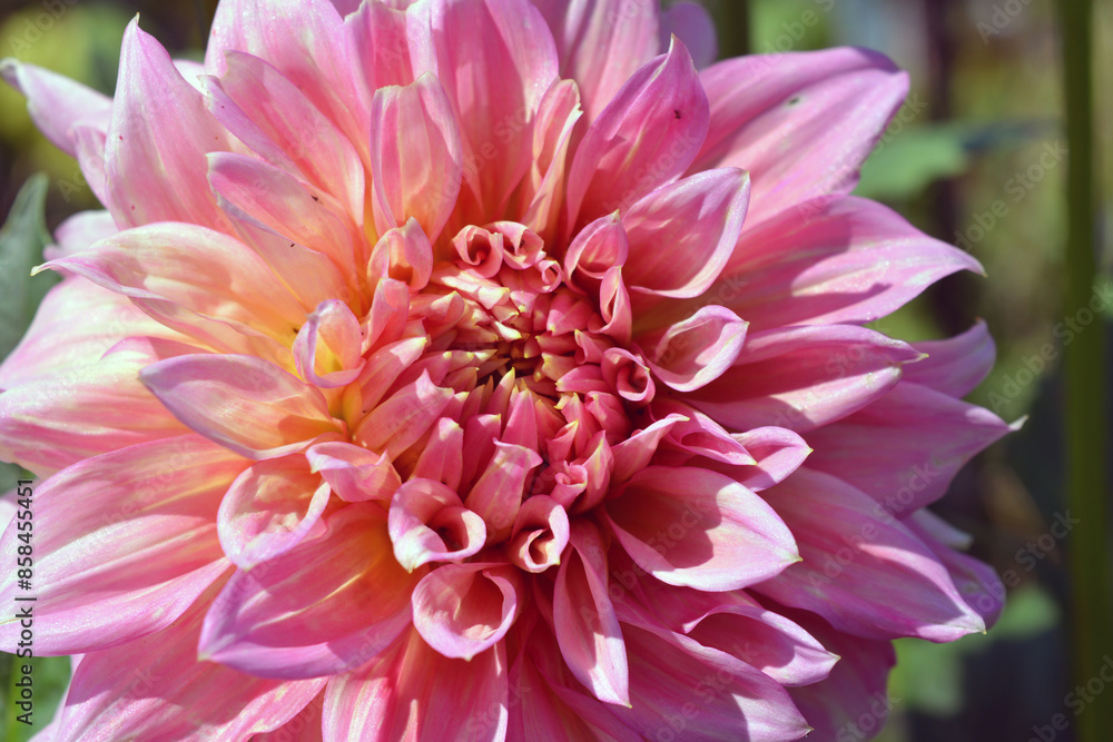Landscaping, bright and festive flowers blooming and growing in the sun. A large, huge, pink, peach aster bud located in the blue sky. Landscaping, bright and festive flowers blooming and growing in the sun. A large, huge, pink, peach aster bud located in the blue sky.
