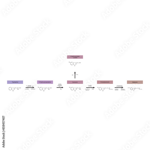 Diagram showing biosynthesis of Melatonin from Tryptophan via enzymatic reactions - schematic molecular strcuture chemical illustration.