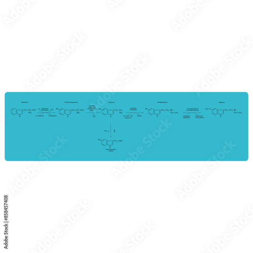 Diagram showing biosynthesis of Melatonin from Tryptophan via enzymatic reactions - schematic molecular strcuture chemical illustration.