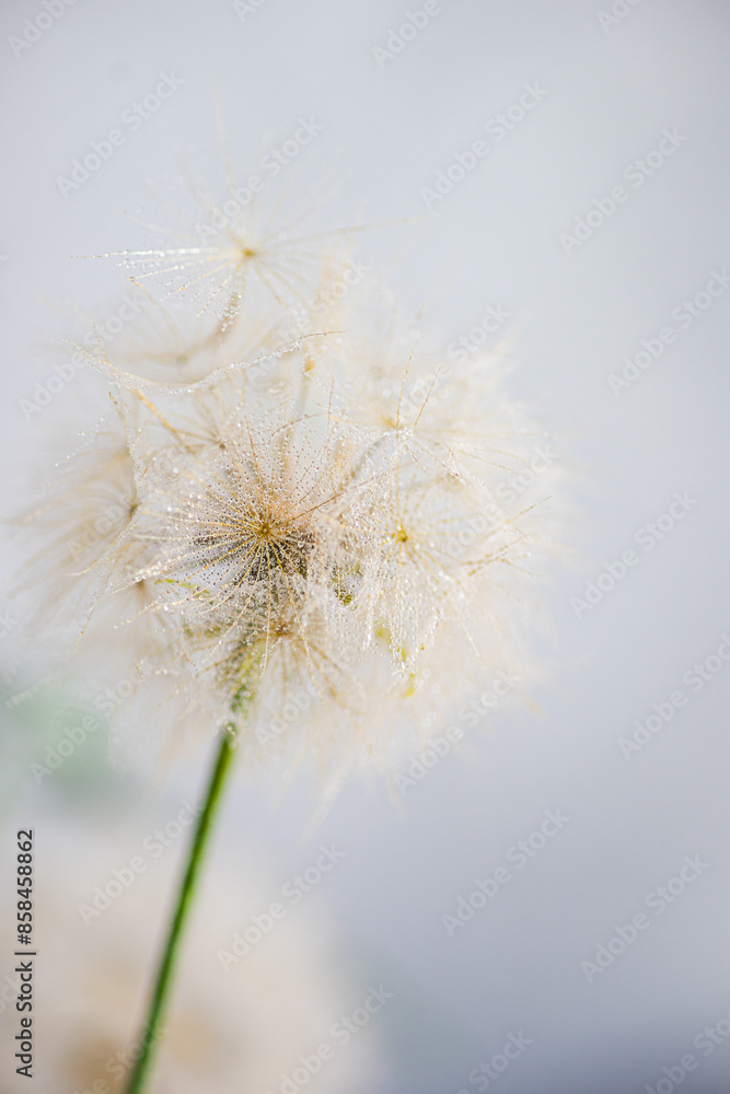 Dandelion close-up with water droplets on white background Dandelion close-up with water droplets on white background
