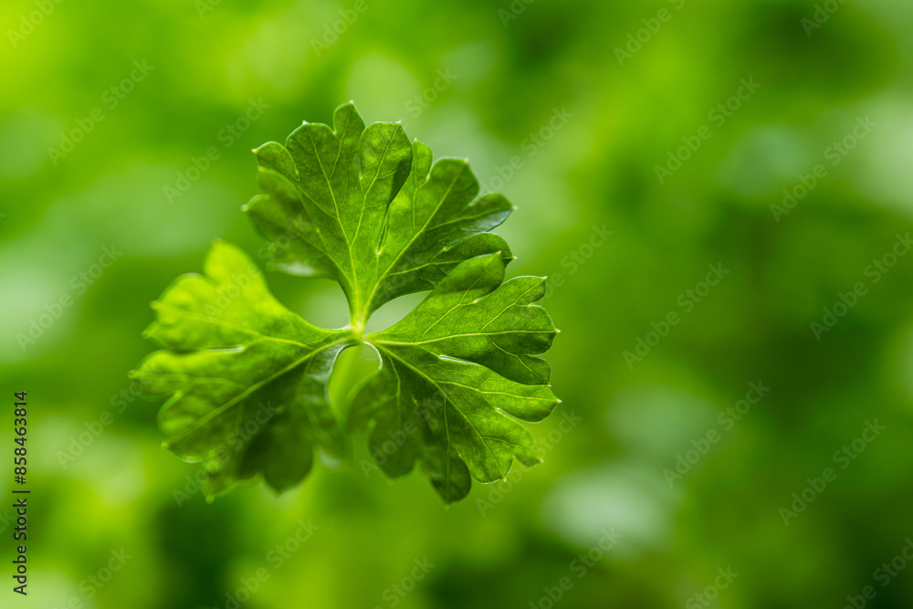 close-up of a parsley leaf against a blurred green background close-up of a parsley leaf against a blurred green background