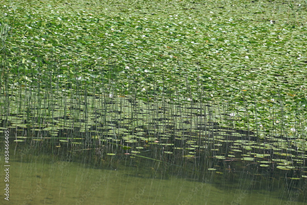 water lily in the lake water lily in the lake