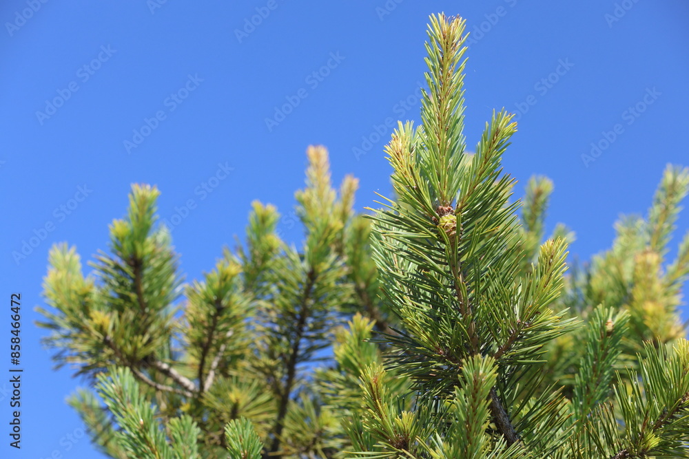 young shoots and pine cone of Pinus nigra Arnold young shoots and pine cone of Pinus nigra Arnold