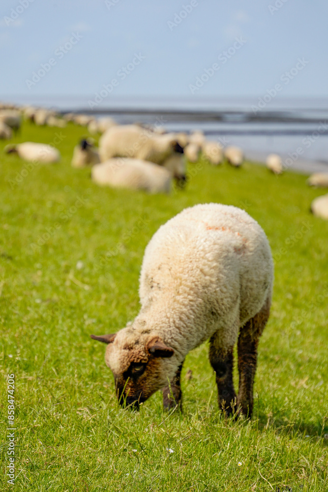 Germany, Norddeich. Sheep on the dyke on the North Sea coast of the German Wadden Sea Germany, Norddeich. Sheep on the dyke on the North Sea coast of the German Wadden Sea