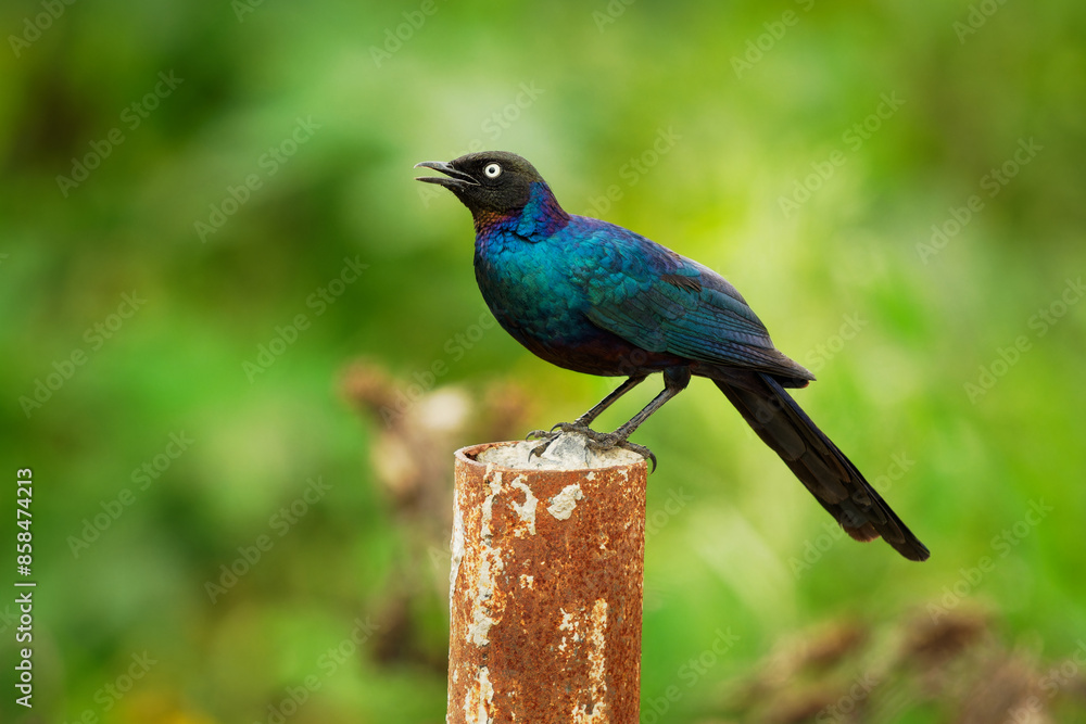 Obraz premium Ruppell starling - Lamprotornis purpuroptera also Rueppell glossy-starling or long-tailed starling, bird found in the Africa in Congo, Ethiopia, Kenya, Somalia, Sudan, Chad, Tanzania and Uganda