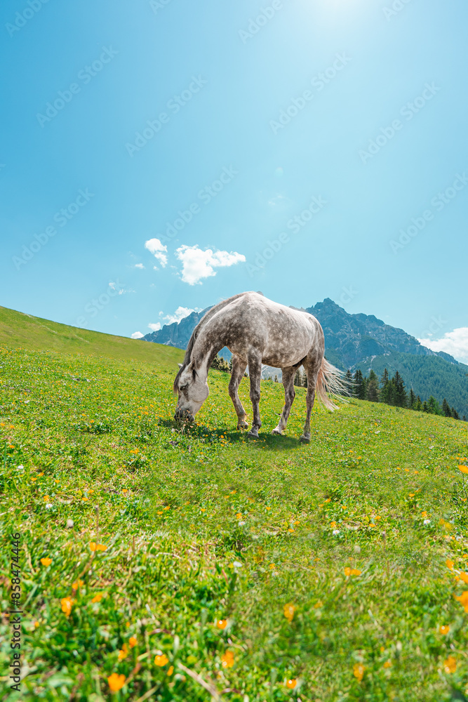 Fototapeta premium Grazing Gray Irish Draft Horse on a Green Pasture Field Hillside in the Mountain Alps