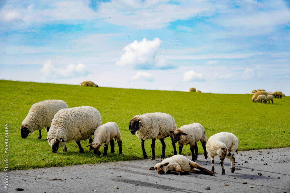Deutschland. Norddeich. Schafe am Wattenmeer