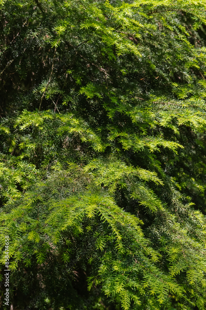 Western Hemlock (Tsuga heterophylla)
Western Hemlock (Tsuga heterophylla)
