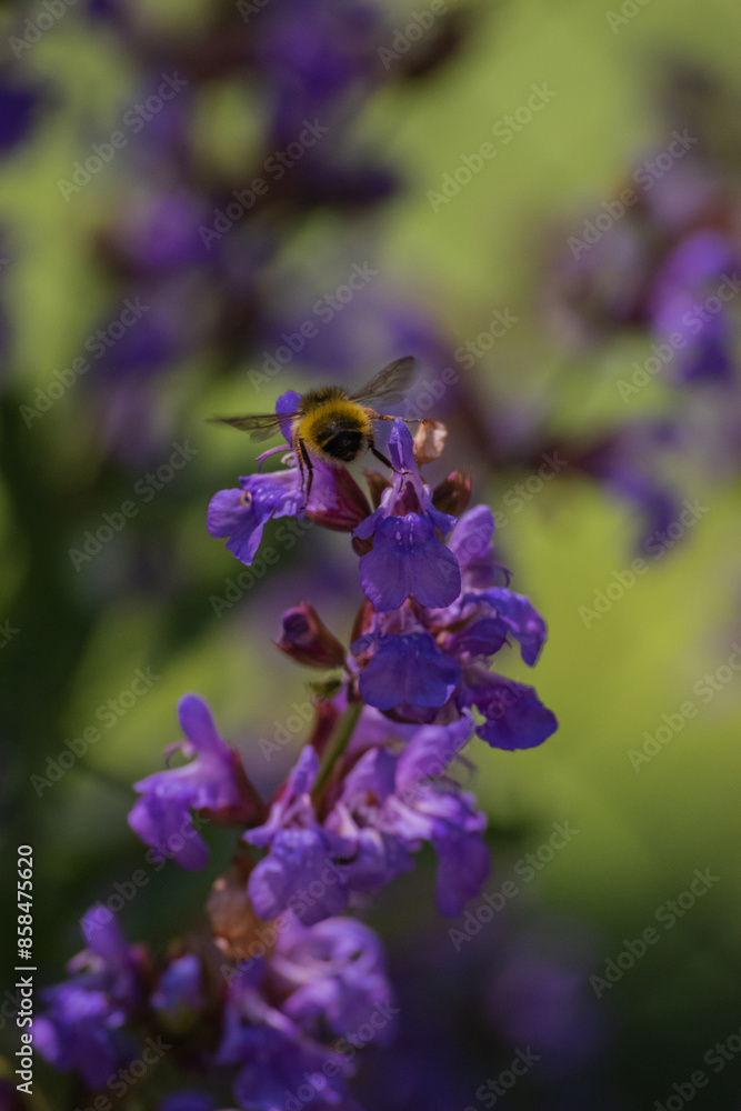 Bumblebee in the Sage Bumblebee in the Sage