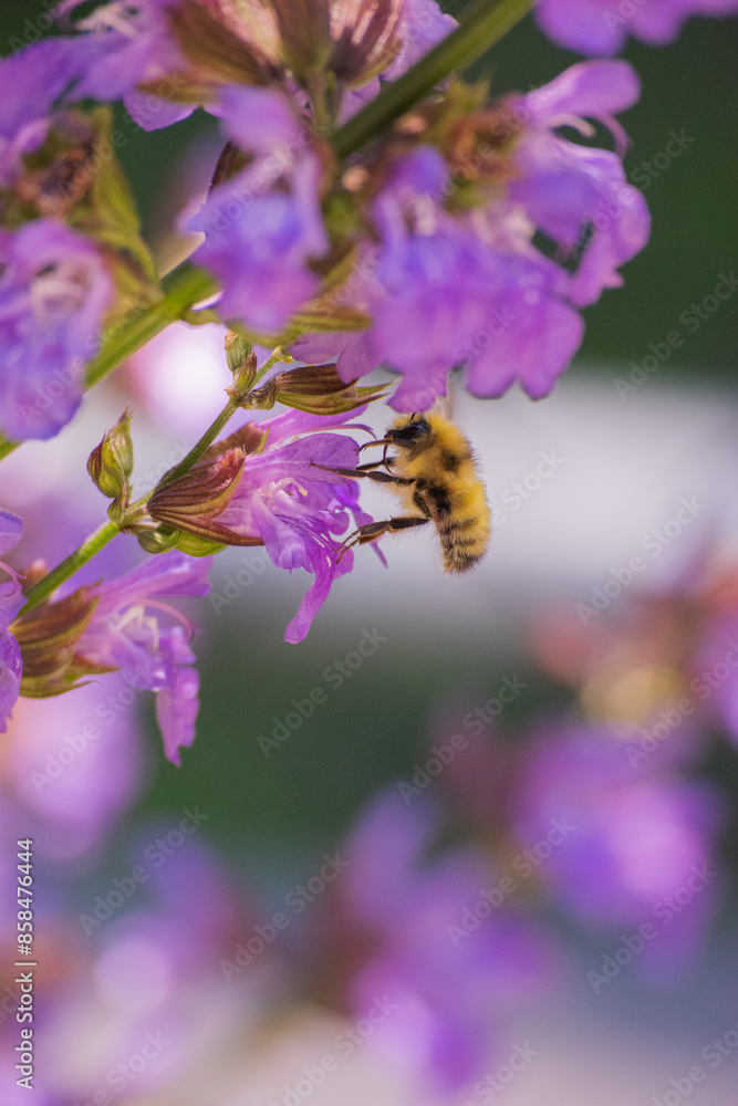 Bumblebee in the Sage Bumblebee in the Sage