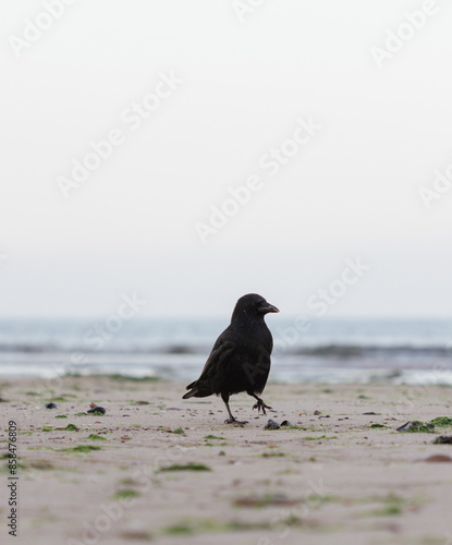 crow on the beach