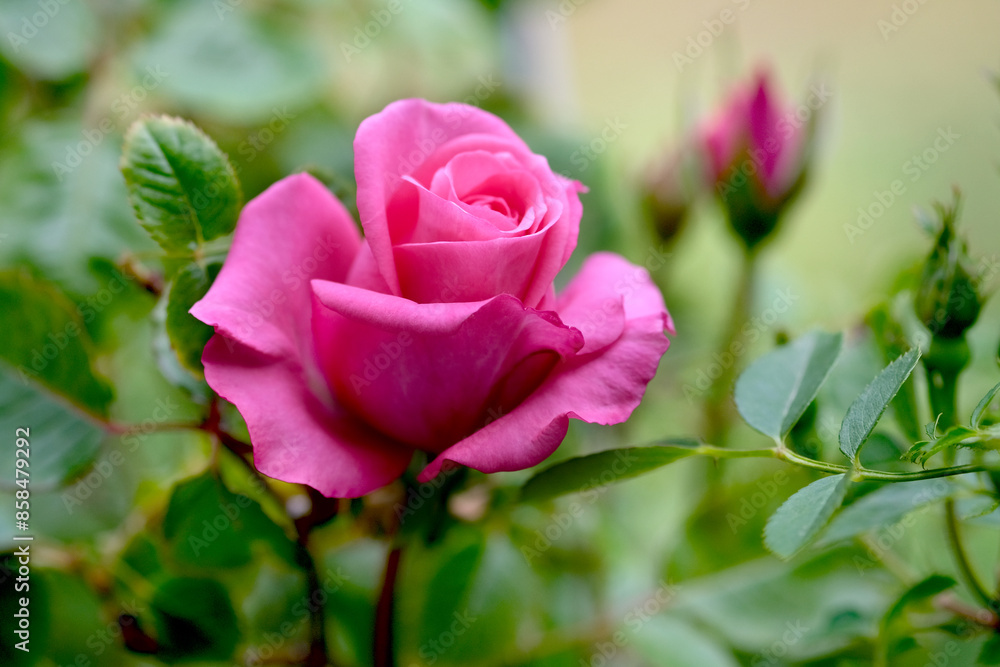 Macro blooming pink rose close up. Pink rose head blooming. Macro blooming pink rose close up. Pink rose head blooming.