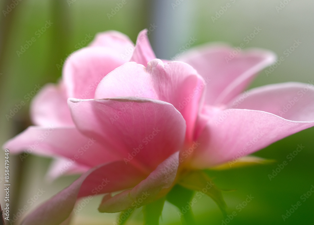 Macro blooming pink rose close up. Pink rose head blooming. Macro blooming pink rose close up. Pink rose head blooming.