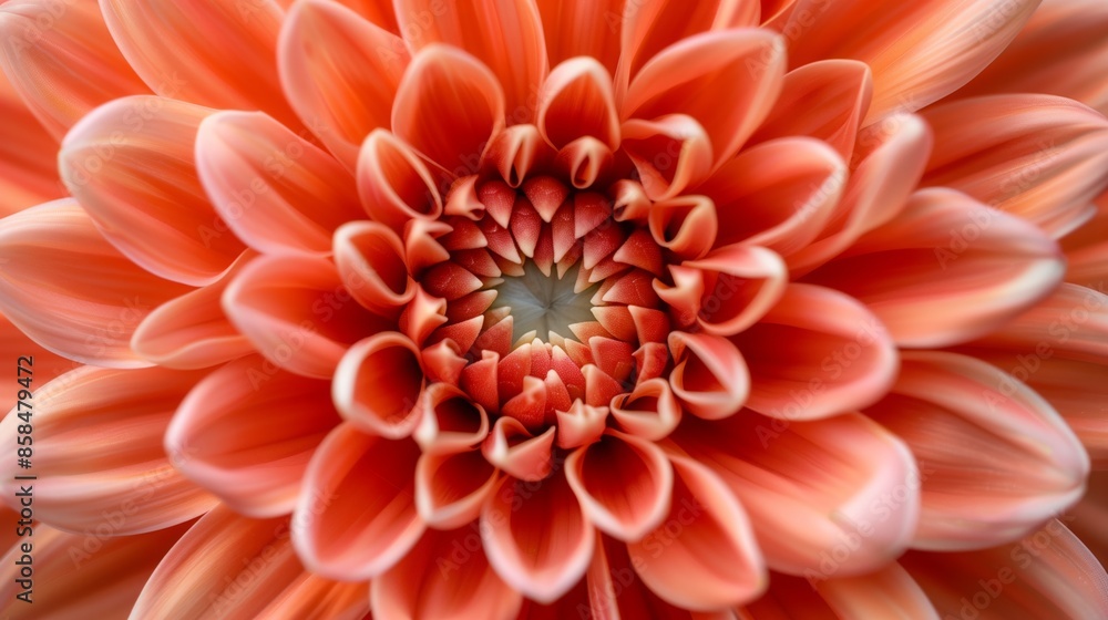 A close-up of a peach-colored dahlia flower A close-up of a peach-colored dahlia flower