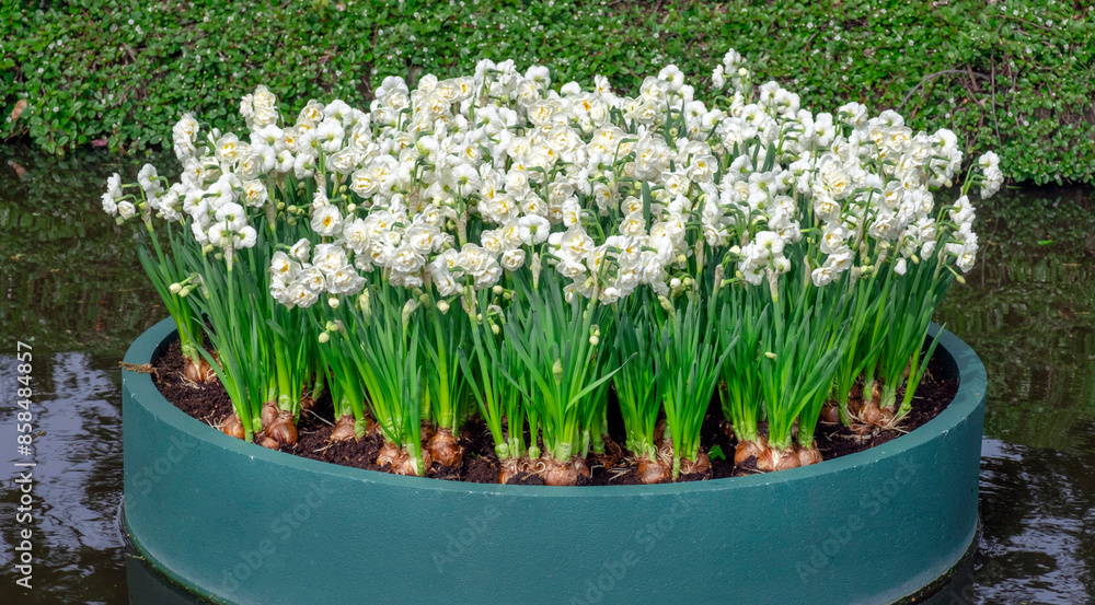 Flower Bulb greenhouse many green pot wooden outside garden Flower Bulb greenhouse many green pot wooden outside garden