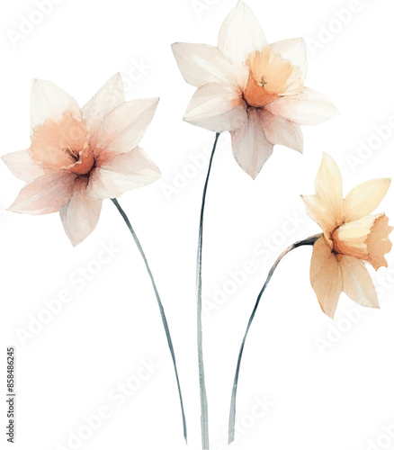 three jonquil flowers in watercolor style