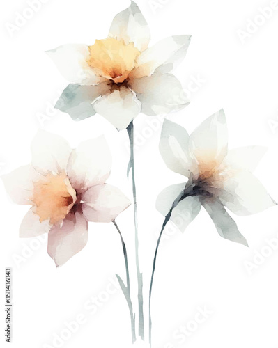 three jonquil flowers in watercolor style