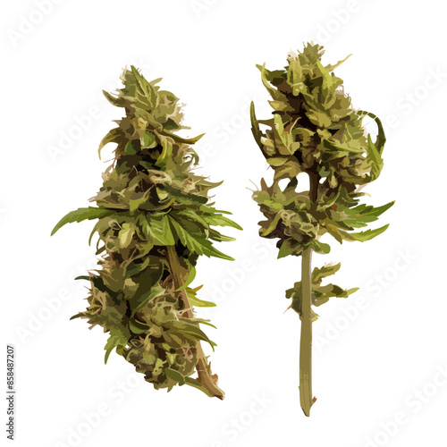 cannabis buds. vector file. isolated. transparent
