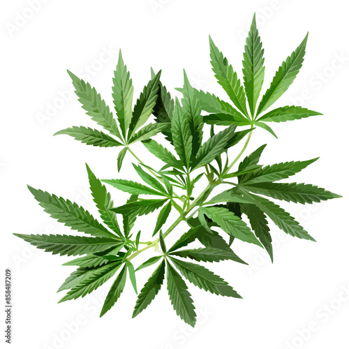 cannabis buds. vector file. isolated. transparent
