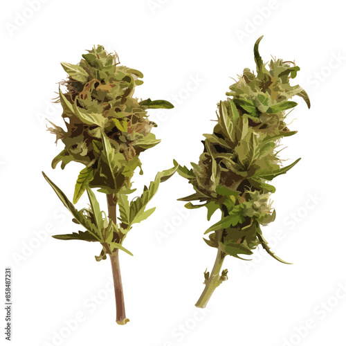 cannabis buds. vector file. isolated. transparent
