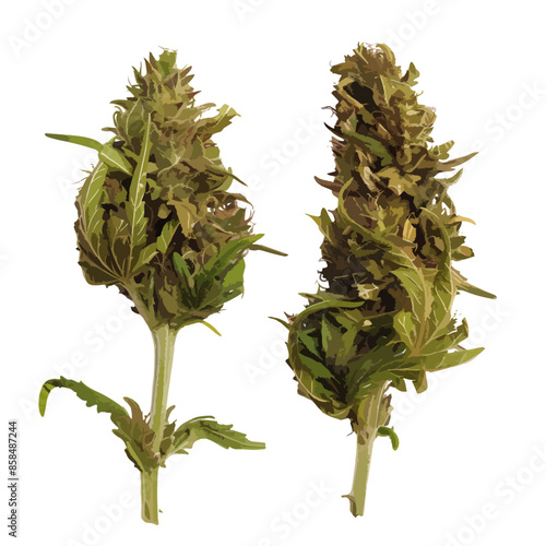 cannabis buds. vector file. isolated. transparent
