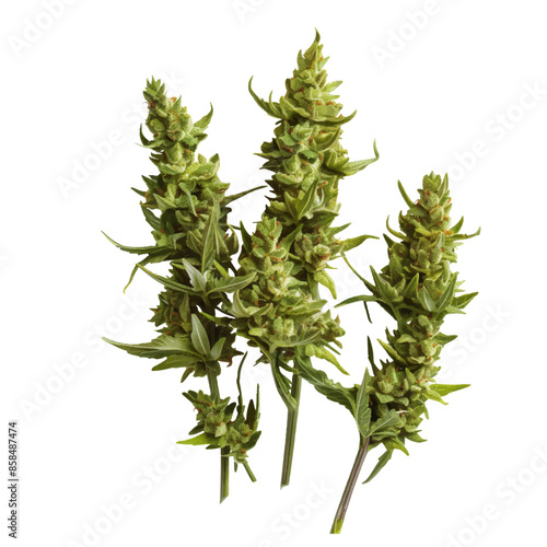 cannabis buds. vector file. isolated. transparent
