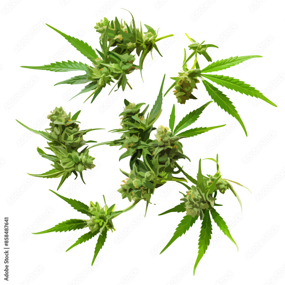 cannabis buds. vector file. isolated. transparent
cannabis buds. vector file. isolated. transparent