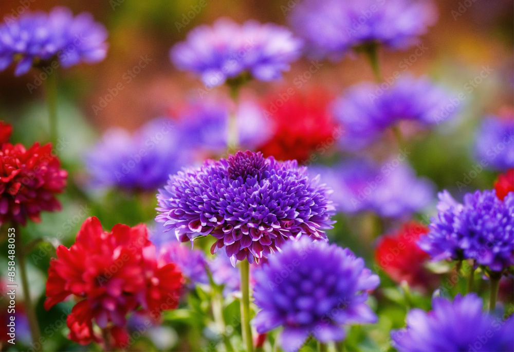 flowers in a field flowers in a field