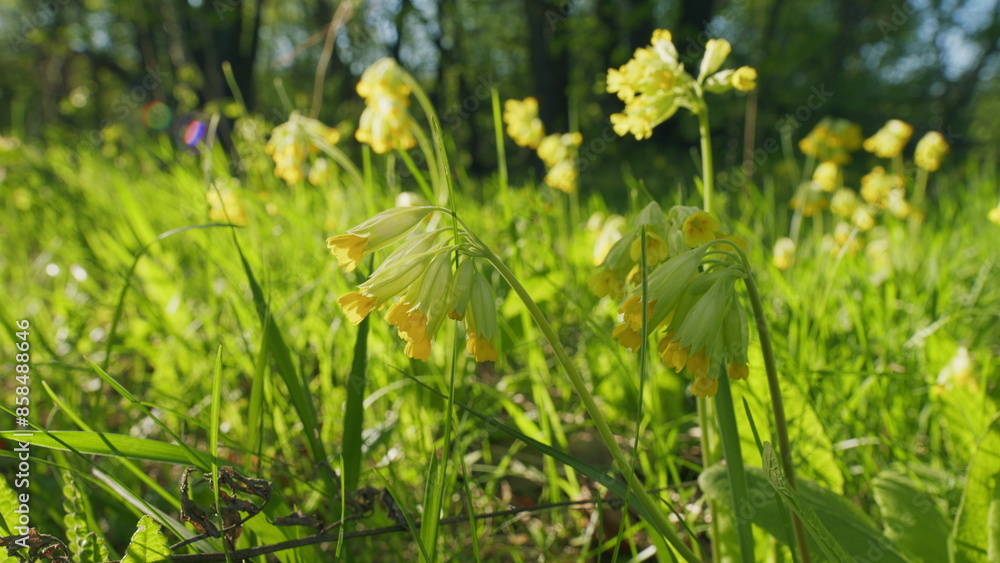 Obraz premium Inflorescence Yellow Endangered Flower Plant. Primula Veris L. Common Cowslip Primrose Yellow Flowers. Flowering Primula Veris.