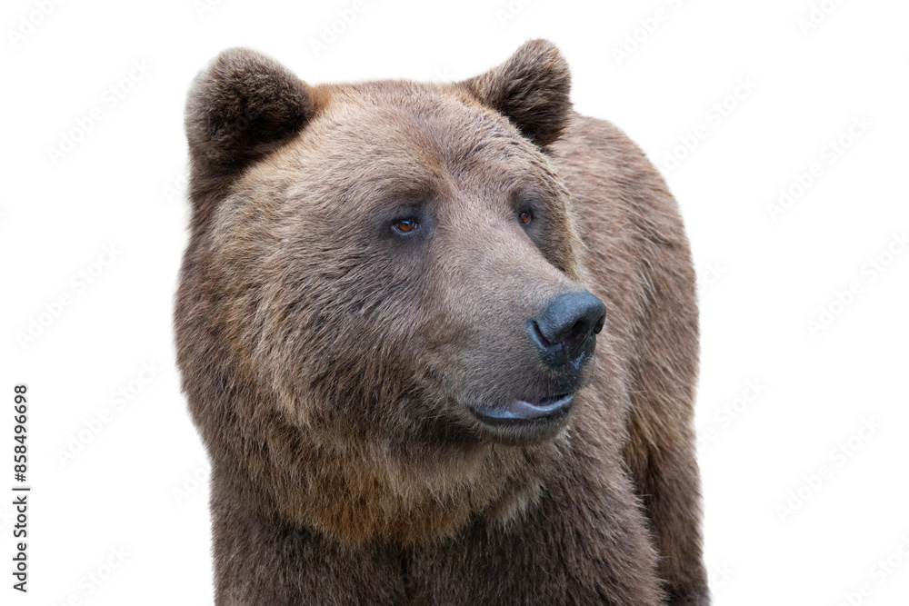 portrait of a brown bear isolated on a white background portrait of a brown bear isolated on a white background