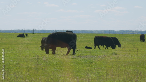 Black Angus Cows Grazing On A Green Summer Meadow. Panorama Of Grazing Cows In A Meadow With Grass.