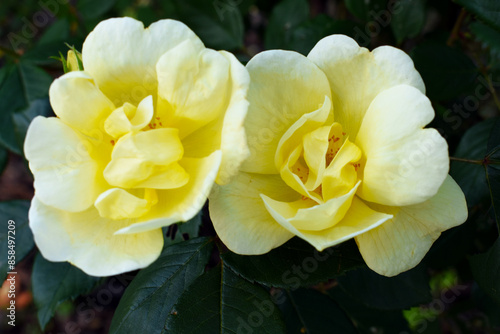 twin yellow roses