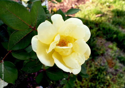 yellow rose in the garden