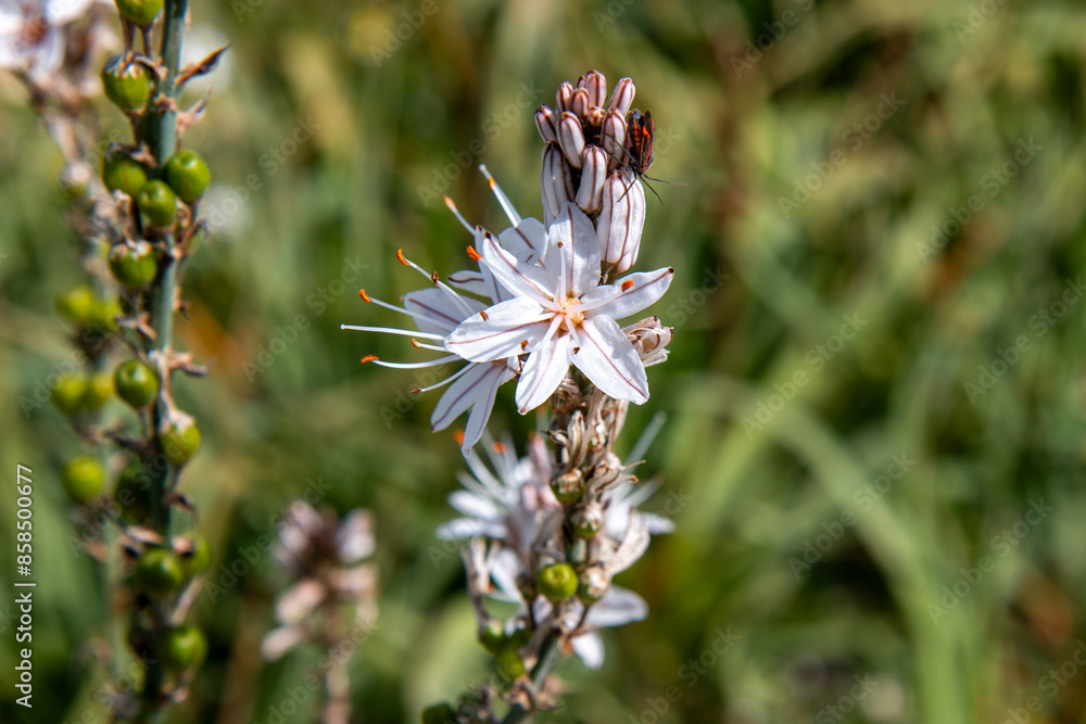 asphodel also king's spear (Ästige Affodill) Asphodelus ramosus
