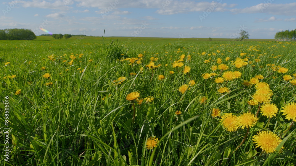 Yellow Dandelion Flower. Dandelions Bloom In Spring. Summer Fresh Background. Yellow Fluffy Fragrant Flowers. Yellow Dandelion Flower. Dandelions Bloom In Spring. Summer Fresh Background. Yellow Fluffy Fragrant Flowers.