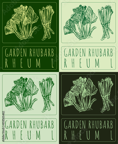 Set of vector drawing GARDEN RHUBARB in various colors. Hand drawn illustration. The Latin name is PRANGOS RHEUM L