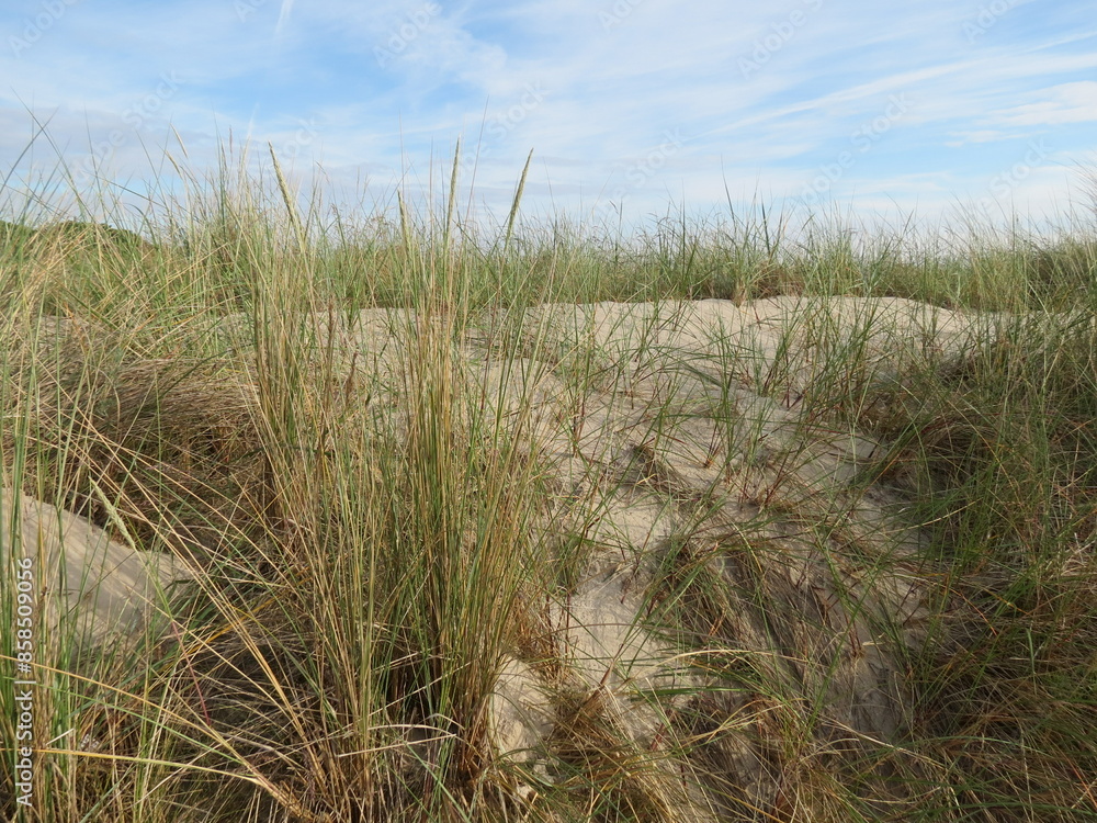 Fototapeta premium Dünen an der Ostsee