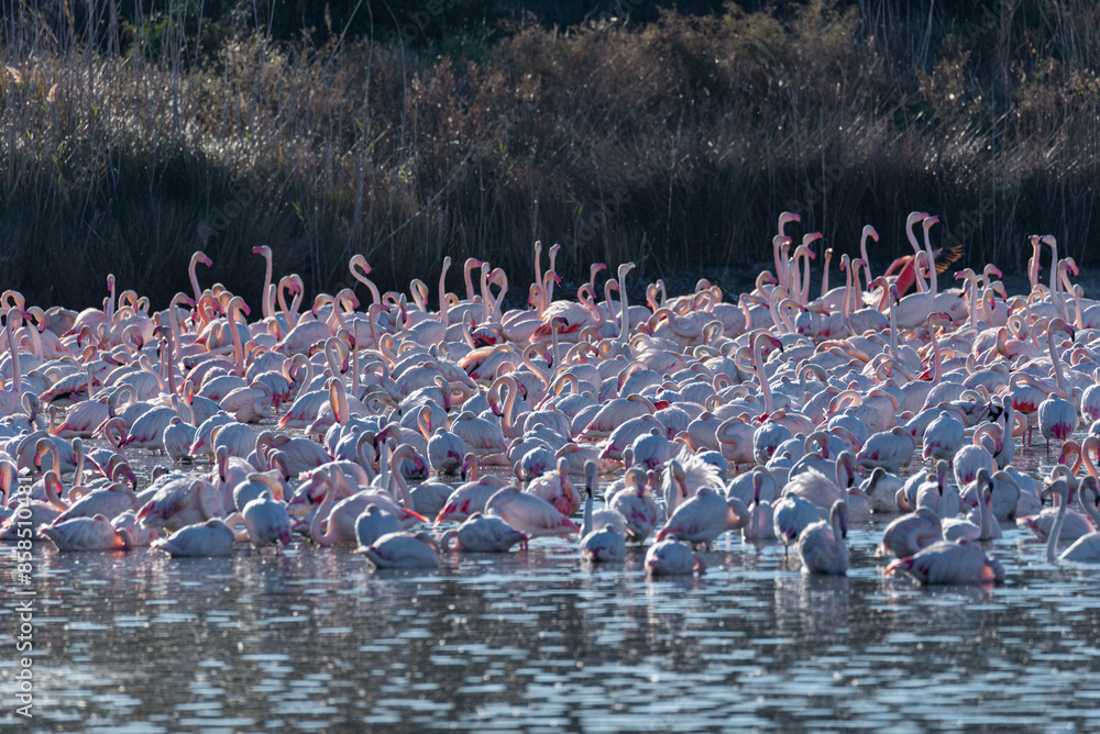 Naklejka premium Albufera Waters: Flamingo Multitude Amidst Tranquil Serenity