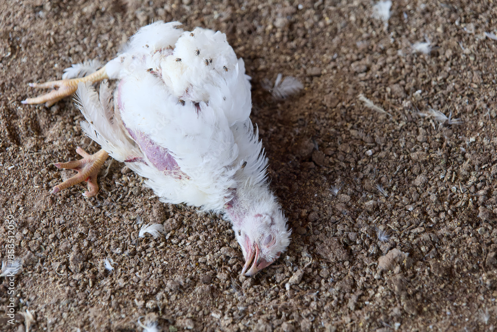 Obraz premium Lone Hen Battling Illness