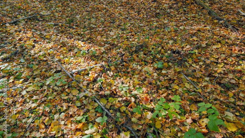 Leaves background. Autumn background of orange yellow leaves lying on ground. Pan.