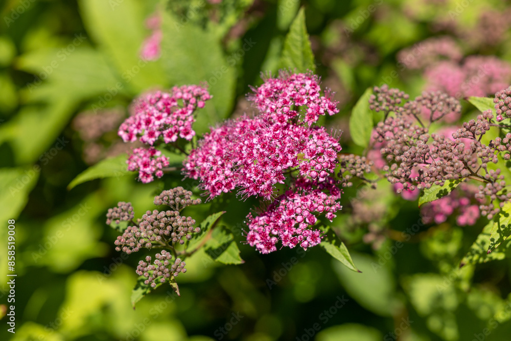 Pink spirea flowers on green flowering branches of a bush Pink spirea flowers on green flowering branches of a bush