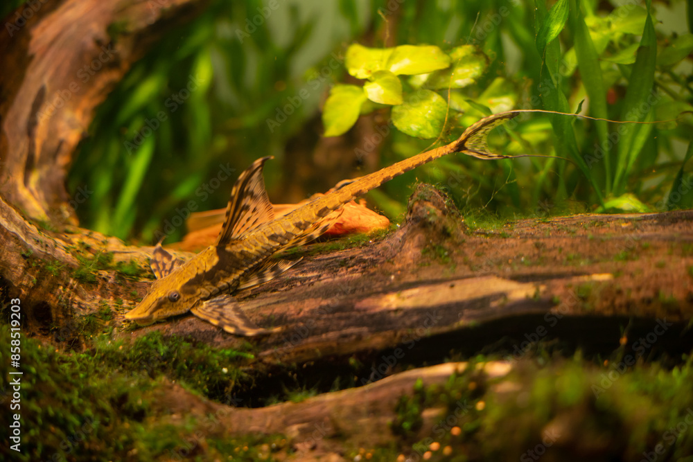 Obraz premium Sturisoma fish on a branch in an aquarium