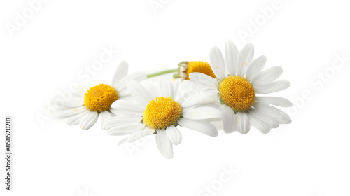 Set of Chamomile Flowers Isolated on Transparent Background for Natural and Herbal Designs - Beautiful Botanical Collection for Summer Spa and Health Concepts