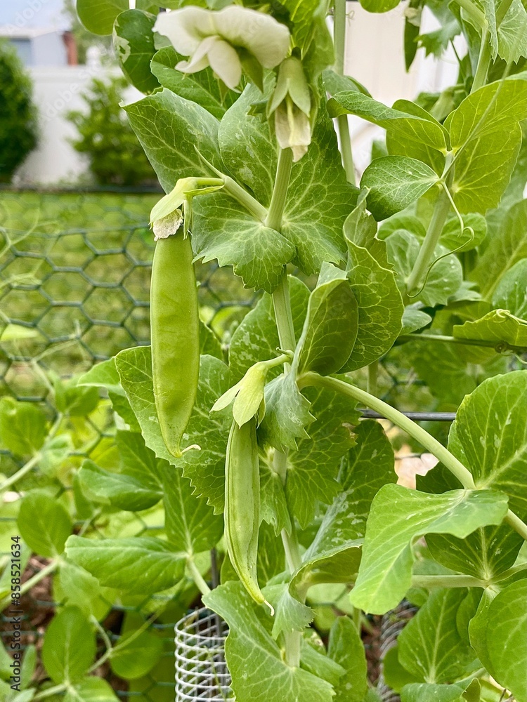 Snap pea plants growing in backyard garden in summer Snap pea plants growing in backyard garden in summer