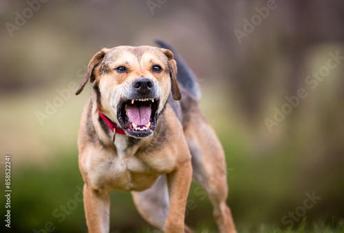 A reactive Hound mixed breed dog barking photo